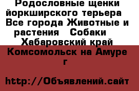 Родословные щенки йоркширского терьера - Все города Животные и растения » Собаки   . Хабаровский край,Комсомольск-на-Амуре г.